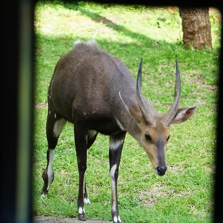 Giraffe Plains Villa Marloth Park Exterior photo